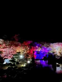 【大分観光】ライトアップされた紅葉を楽しめる日本庭園🍁✨️