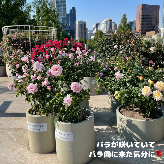 【韓国】オシャレで新しい店が増えているソウル💚