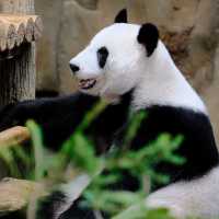 上野動物園簡～親親可愛動物