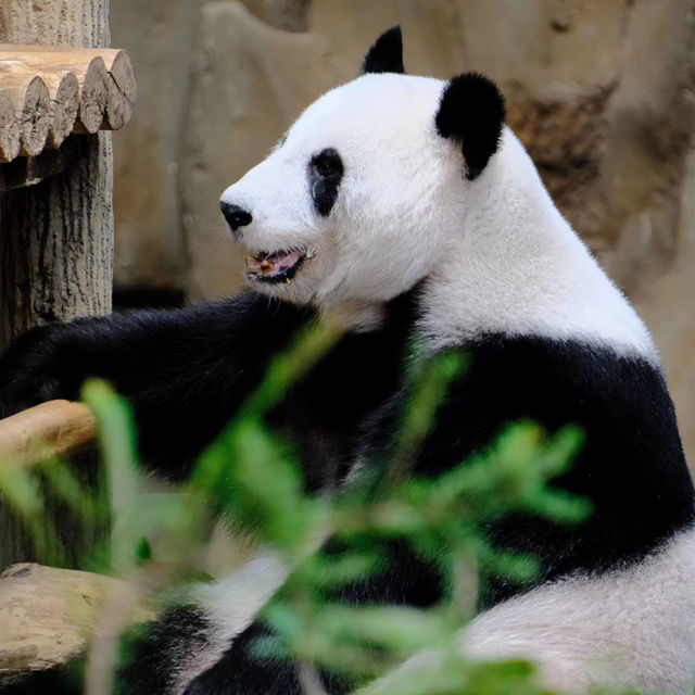 上野動物園簡～親親可愛動物