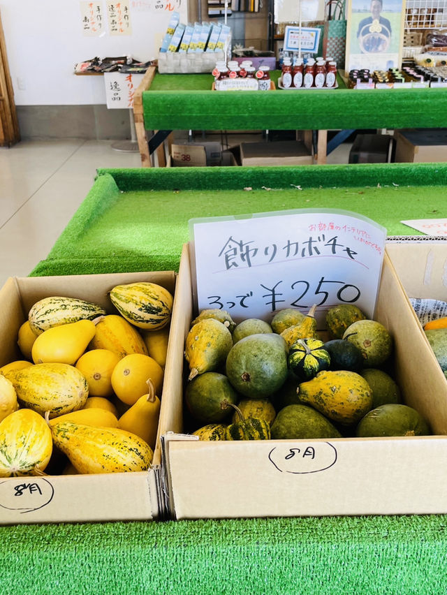 【愛知県:南知多】もこもこのコキアが可愛い観光農園花ひろば