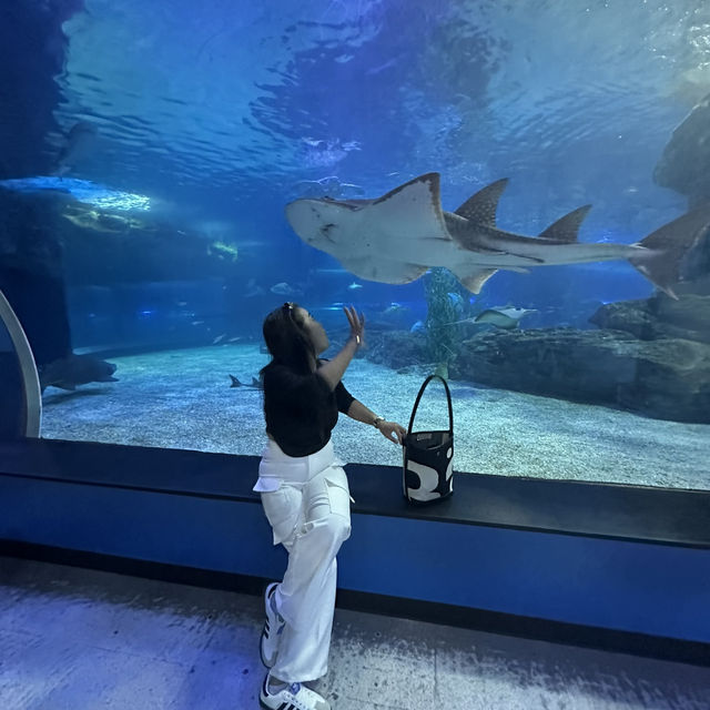 พิพิธภัณฑ์สัตว์น้ำเมืองปูซานะ🦑🦀🇰🇷