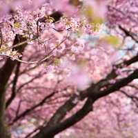 Kawazu Sakura Festival