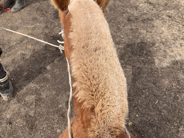 モンゴル旅行　テレルジで馬を乗る！！