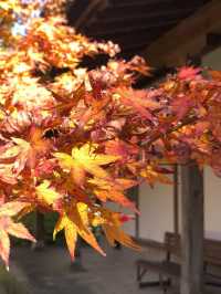【福岡 篠栗】ドウダンツツジと紅葉がとても綺麗なスポット🍁