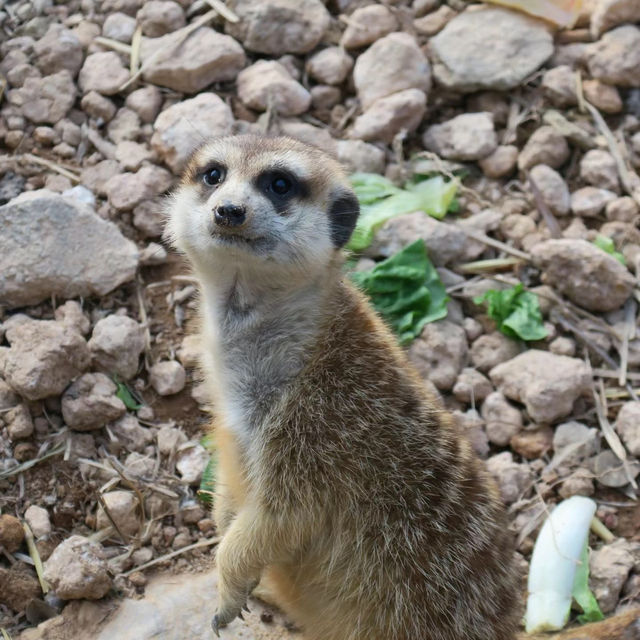 Linton Zoo：動物界的搞笑明星大聚會 🦁🎉