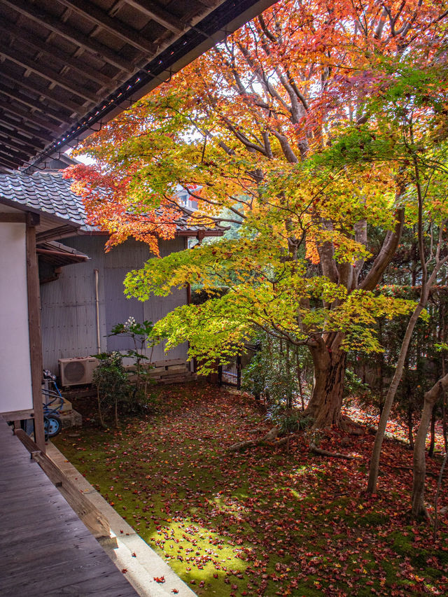 【京都府】鷹峰山宝樹林源光庵