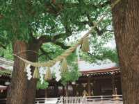 【東京観光】東京の都会に広がる癒しの森！明治神宮を御参拝⛩️