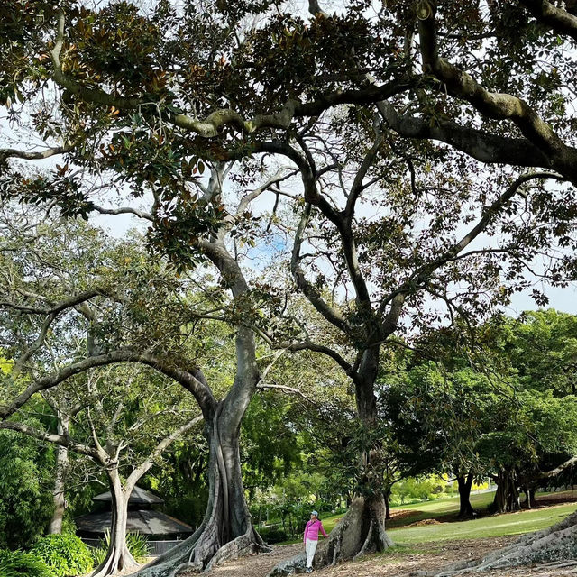  芬斯伯里公園🌴鳥語花香