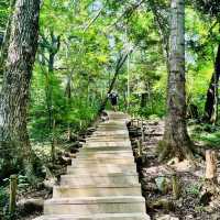 Mount Takao: Nature and serenity just an hour from Tokyo!