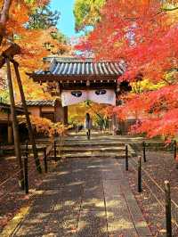 【京都/紅葉スポット】実は花手水が美しい💕めちゃくちゃ人気の人混み必須なお寺🧘‍♀️🍂
