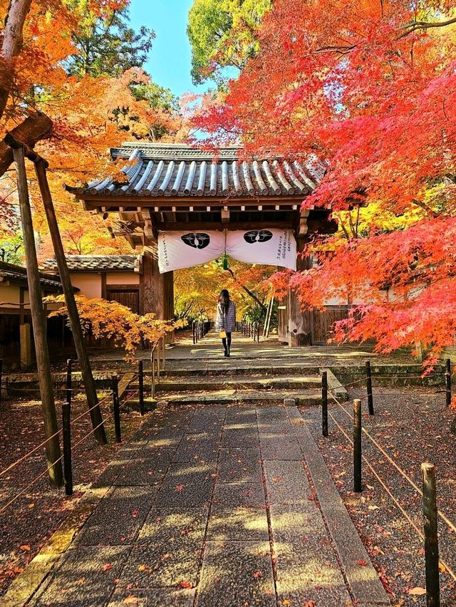 【京都/紅葉スポット】実は花手水が美しい💕めちゃくちゃ人気の人混み必須なお寺🧘‍♀️🍂