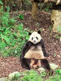 Get Close with Cute Panda in Chengdu Panda Base