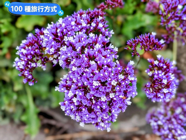 墨爾本賞花-南半球百花綻放的皇家植物園