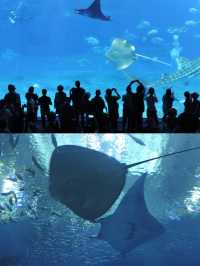 沖繩水族館觀賞海洋生物之美