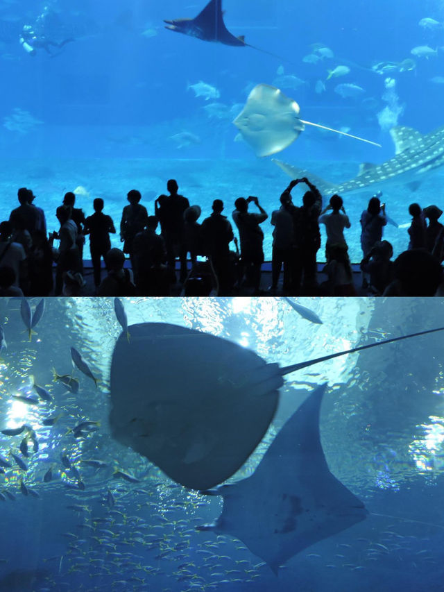 沖繩水族館觀賞海洋生物之美