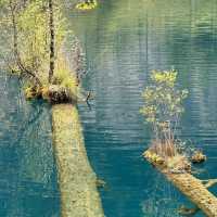 🌿 Exploring Jiuzhaigou: Nature’s Hidden Gem in Sichuan, China! 🌧️  