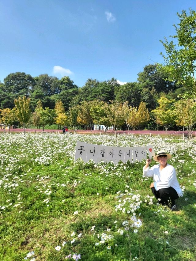 내년이 다시 기대되는 핑크뮬리 핫플