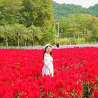 Hokkaido Flower Park Khaoyai