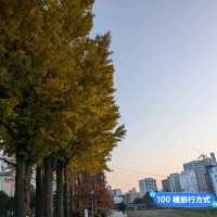 金黃漫紅，日本東北賞銀杏景點分享