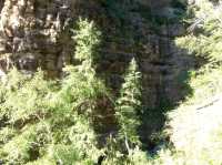 รีวิวน้ำตก Bridal Veil Falls , South Dakota 🇺🇸 