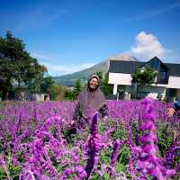 Purple Paradise: Discover the Tranquil Beauty of Lavender Farm Berastagi
