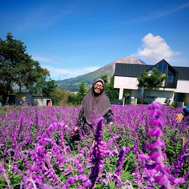 Purple Paradise: Discover the Tranquil Beauty of Lavender Farm Berastagi
