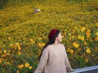 🌼 ทุ่งดอกบัวตองที่ใหญ่ที่สุดในไทยบานแล้ว