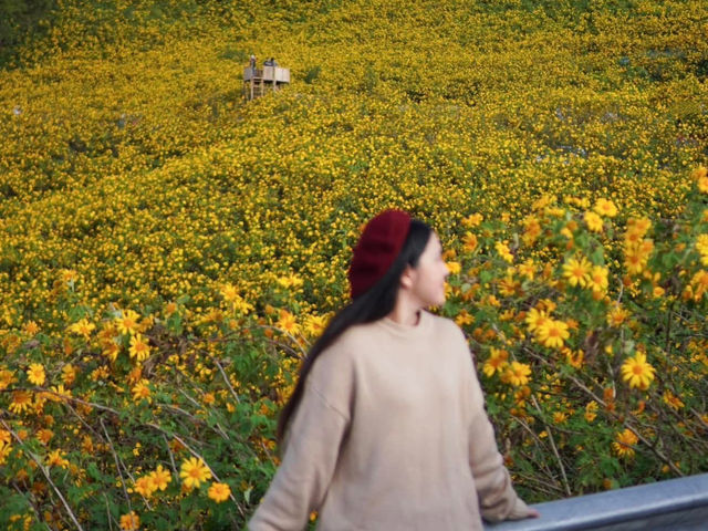 🌼 ทุ่งดอกบัวตองที่ใหญ่ที่สุดในไทยบานแล้ว