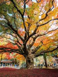 福岡觀楓紅聖地行程🥰超美神寺❤️值得一去