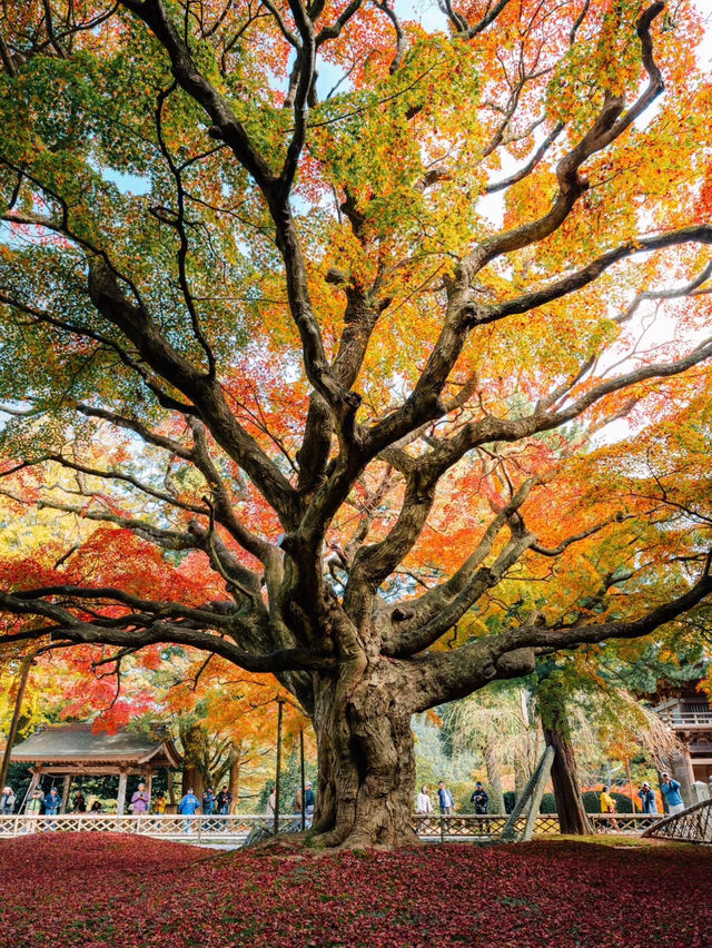 福岡觀楓紅聖地行程🥰超美神寺❤️值得一去