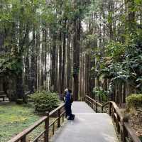 Explore the magical Alishan, Taiwan