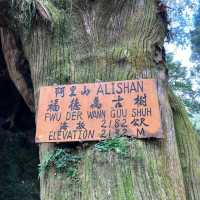 Explore the magical Alishan, Taiwan