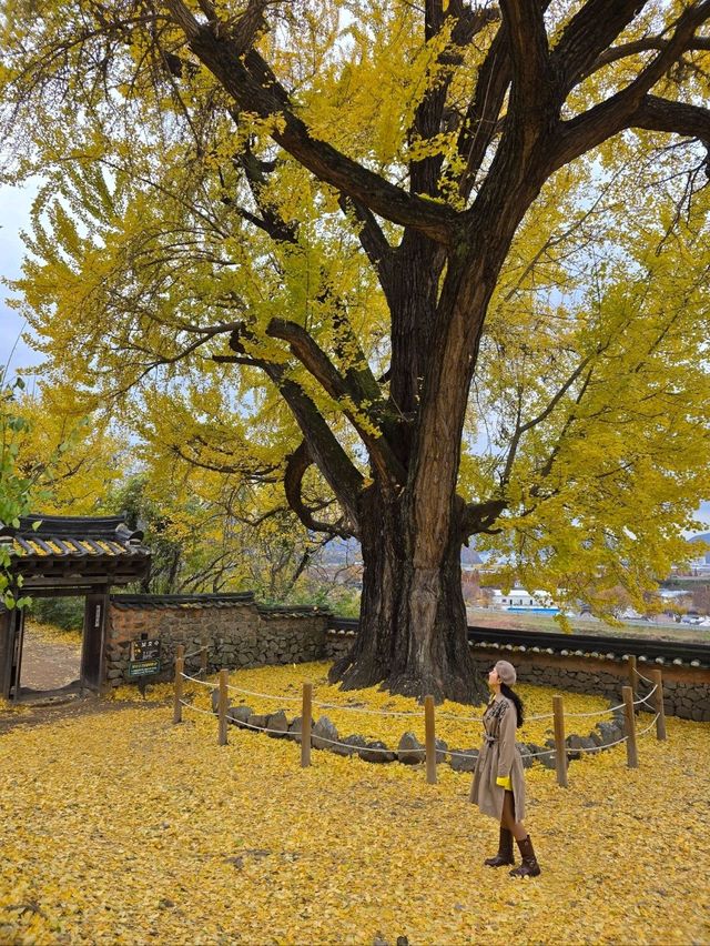 은행나무카펫 가득 깔린 밀양 금시당💛