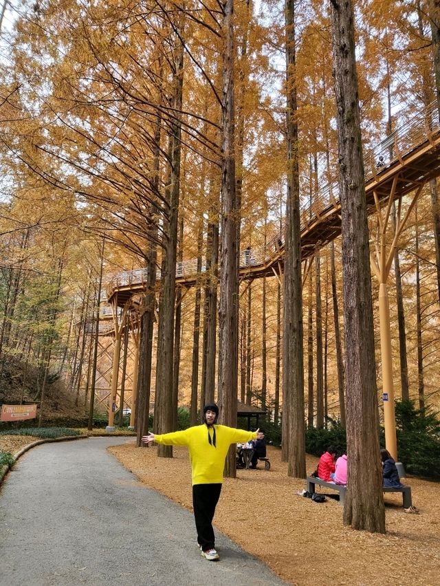 국내 최고의 메타세콰이어명소 장태산휴양림