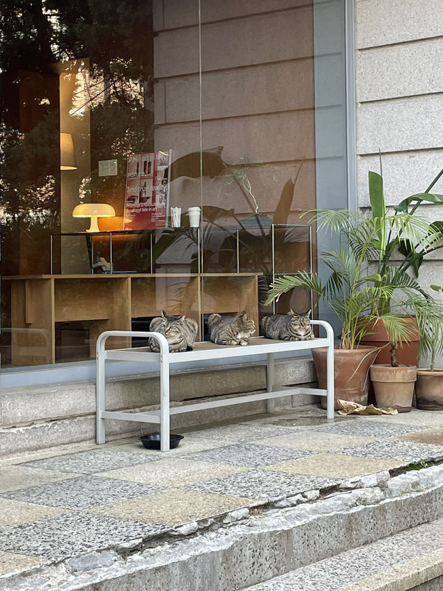 고양이🐈🐈‍⬛와 함께하는 서울 종암동의 감성카페 “정이정“