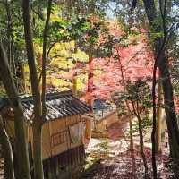 紅楓季書寫山漫步芬多精森林