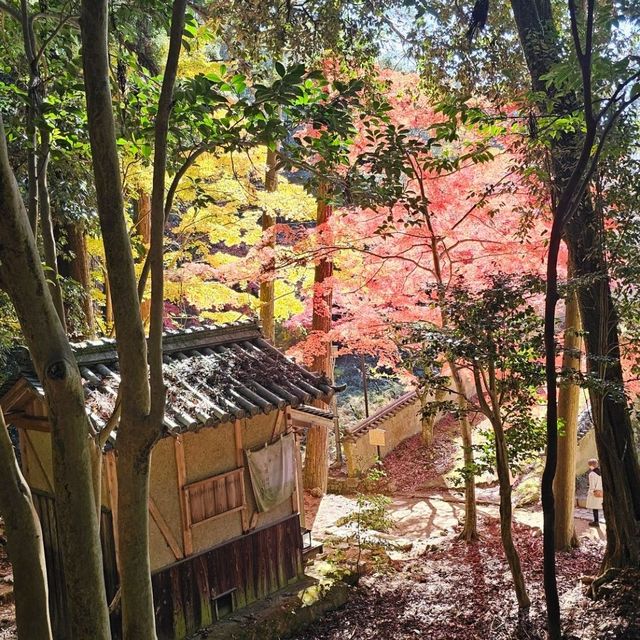紅楓季書寫山漫步芬多精森林