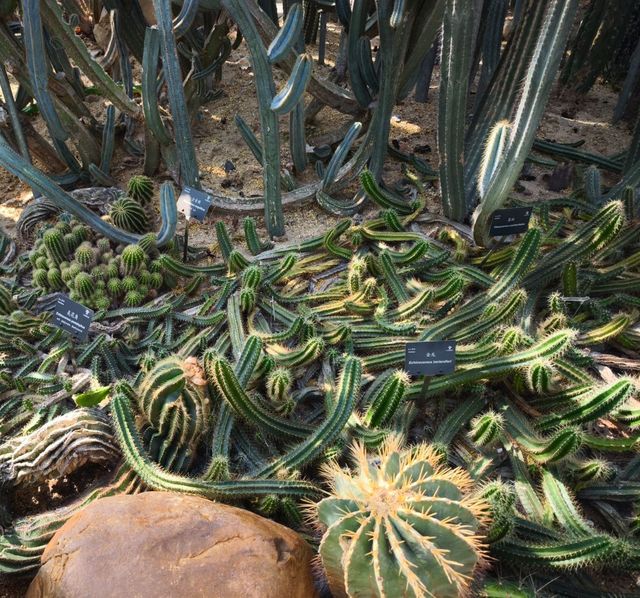 深圳仙湖植物公園