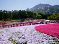 【埼玉県】芝桜のパッチワークが絶景！「羊山公園・芝桜の丘」
