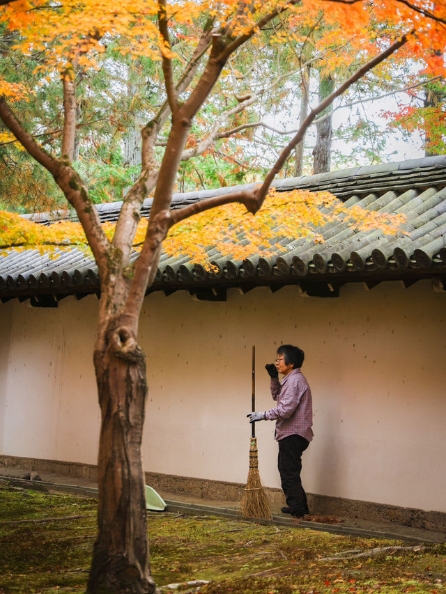 京都楓葉王國！我只服東福寺🍁