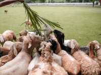เพลิดเพลินไปกับสัตว์สุดน่ารักที่ Alpaca Hill 🐩🪿