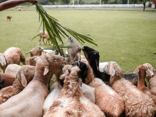 เพลิดเพลินไปกับสัตว์สุดน่ารักที่ Alpaca Hill 🐩🪿
