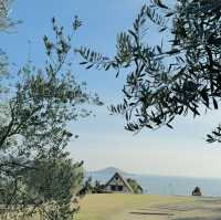 【小豆島】幸せのオリーブの葉をみつける🫒