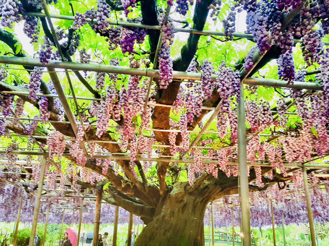 🇯🇵 東京近郊紫藤花💜