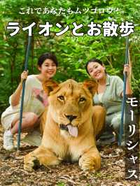 【モーリシャス】気分はムツゴロウ！ライオンとお散歩🦁
