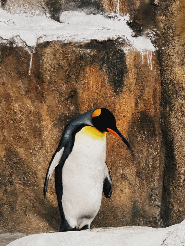漫遊台北 來木柵動物園 與可愛小動物來場小約會💕