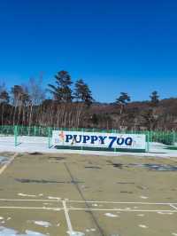 Discover Pyeongchang Alpensia Outside the Kids playground and Pet Zoo