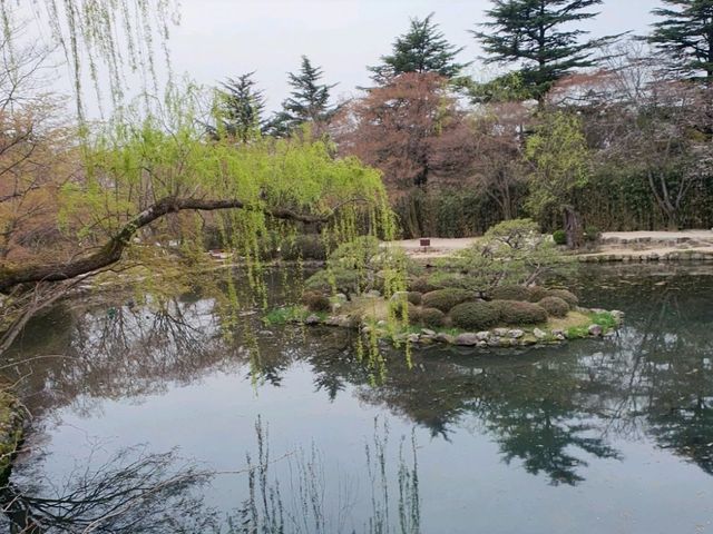 하얀 벚꽃이 동산 가득,세계문화유산 속으로🌸