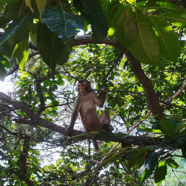 五桂山：猴子與水庫的山谷🐒🏞️